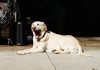 Types of Dogs – the Most Popular and Loved Pets in the World Types of Dogs