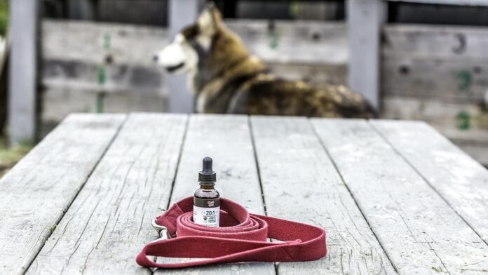 CBD Oil for Dogs