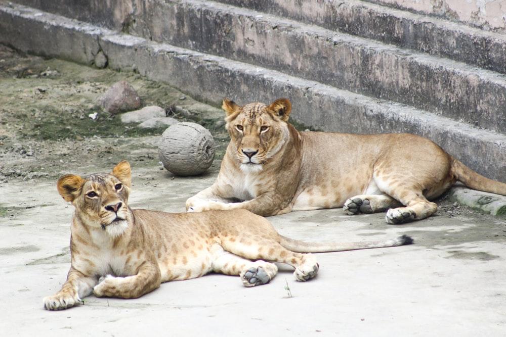 two lioness laying on concrete ground at daytime