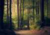 How Nature Can Inspire a Positive Mindset Nature Can Inspire