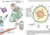 What is Hepatitis B: Know Its Causes and Cures Instantly what is hepatitis b