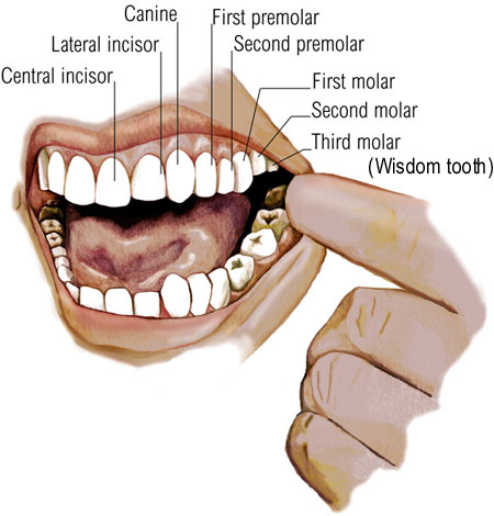 when do wisdom teeth come in