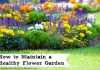 How to keep a healthy flower garden healthy flower garden