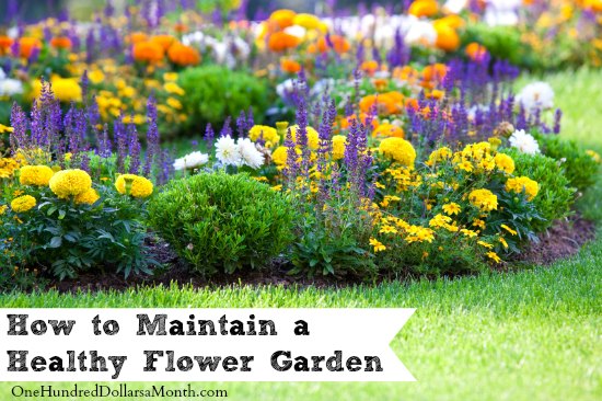 healthy flower garden