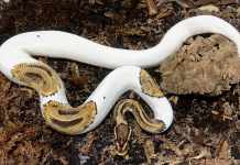 5 Most Popular Snake Pets in the US Popular Snake Pets