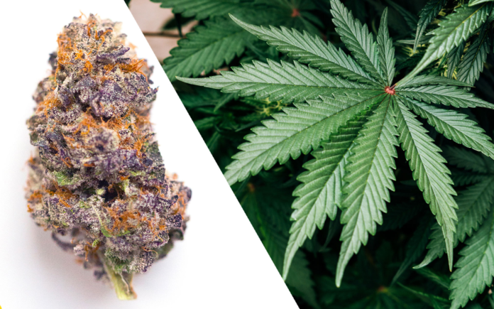 Differences CBD and Medical Marijuana