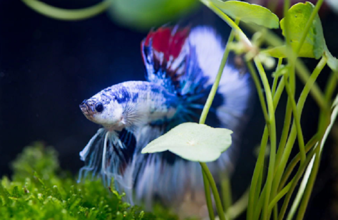 Female Betta Fish