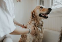 Essential Supplies to Have for Washing Your Dog Like a Pro pet