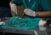 Veterinary Surgery: What Fur Parents Need to Know