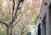 Why Are Homeowners Using Soft Washing Companies For Exterior Cleans