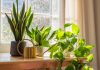 Top Plants to spread calmness in your surroundings Top Plants to spread calmness in your surroundings