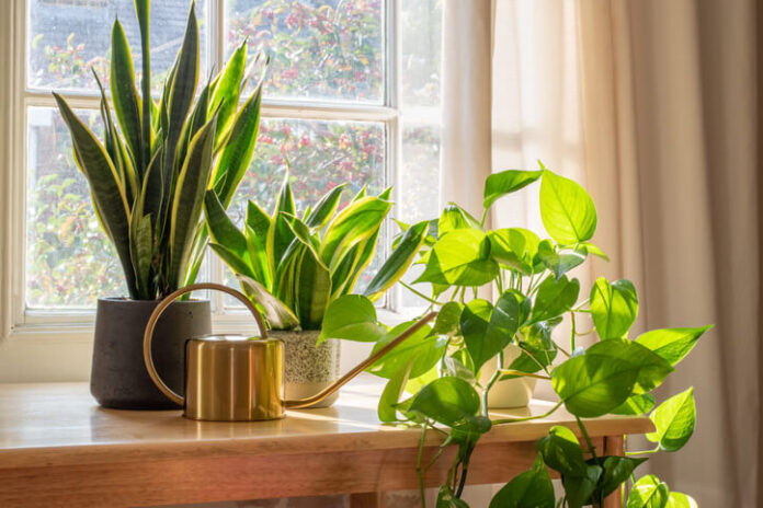 Top Plants to spread calmness in your surroundings