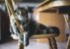 How to Decorate Your House if You’re a Cat Lover: 6 Awesome Ideas Ideas