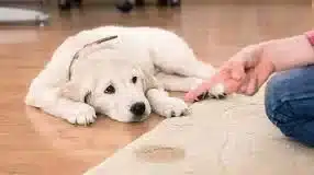 How to Remove Pet Stains & Odors from Carpet