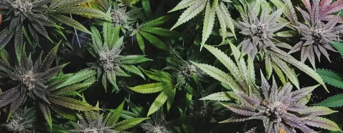 bubblekush_1